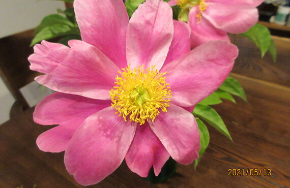 背中の痛みと整体リンパ療法